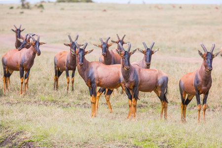 Magnificent trip to the African savannah. Kenya. Large flock of Tsessebe antelopes graze together. Safari in Masai Mara National Park. Ecological, active and phototourism conceptの写真素材