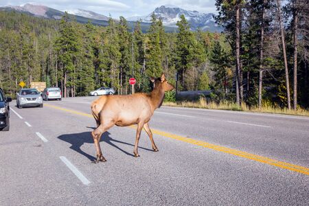 Young hornless deer crosses a highway. Indian summer in Canada.  Wonderful fall day. Ecological, active and photo tourism conceptの写真素材