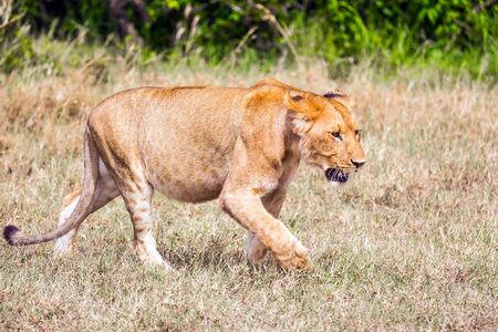 African lioness is preparing for the hunt. Kenya, Masai Mara Park.  safari in spring in the African savannah. Concept of exotic, extreme and photo tourismの写真素材