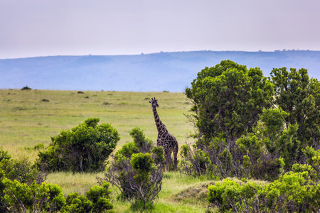 Magnificent giraffe in the grassy savannah. Kenya. Safari - tour to the Masai Mara. Wild animals in natural habitat. The concept of active, ecological, exotic, extreme and photo tourismの写真素材