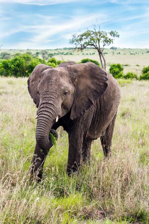 Savannah african elephant. The largest land animal in the world. Great trip to Africa. Safari in Masai Mara Park, Kenya. The concept of active, environmental and photo tourismの写真素材