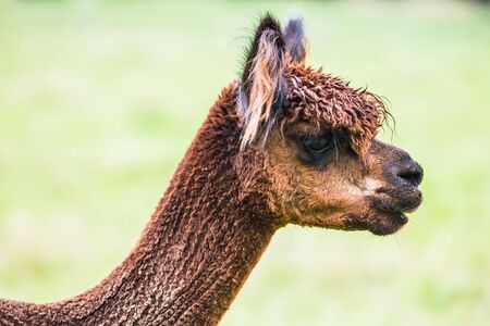 Charming brown llama after a haircut pasting on green grass. Animal breeding farm for wool and meat. The concept of exotic, ecological and photo tourismの写真素材
