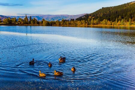 Huge quiet lake on the way to Queenstown. Flock of wild ducks swims in smooth water. Early morning. Scenic Spots of New Zealand. The concept of active, ecological and photo tourismの写真素材