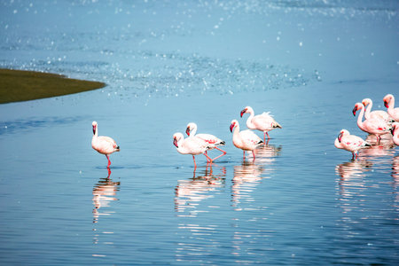 White-pink flamingos are reflected in smooth water. Early morning on the atlantic coast of Namibia. Sunrise. Swakopmund. Africa. Ecological, active and photo tourism conceptの写真素材
