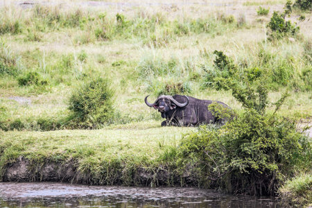 Gorgeous African buffalo resting by the water. Safari - tour to the famous Kenyan reserve Masai Mara. Wild animals in natural habitat. The concept of exotic, active, ecological and phototourismの写真素材