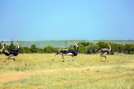 Gorgeous African ostriches run from danger. Safari in Masai Mara National Park, Kenya. Magnificent trip to the African savannah. Ecological, active and phototourism conceptの写真素材