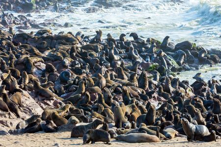 Colony of fur seals. Africa. Cape Cross is the largest South African fur seal rookery in the world. Namibian Nature Reserve. Sunny cold day. The concept of ecological, exotic and photo tourismの写真素材