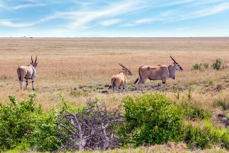 Kenya.  in Masai Mara National Park. Antelopes from the bovine family - Eland kanna. The largest antelopes in the world. Ecological, active and phototourism conceptの写真素材