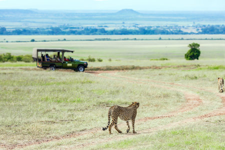 Jeep - safari in spring in the African savannah. Kenya, Masai Mara Park. The cheetah walk freely on the car tracks of the savannah. Concept of exotic, extreme tourism and photo tourismのeditorial素材