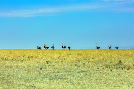 Gorgeous African Ostriches looking for food. Magnificent trip to the African savannah. Ecological,...
