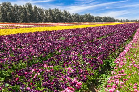 Spring walk in southern Israel. Beautiful sunny spring day. The field of luxurious springtime flowers of buttercups. Ecological, botanical and photo tourism conceptの写真素材