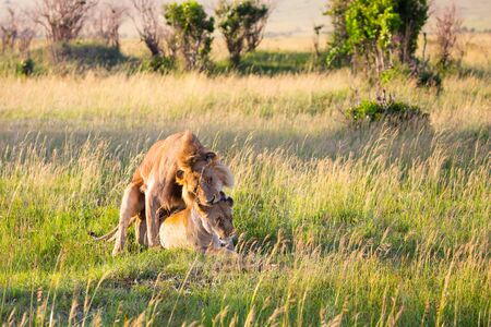 Lion and lioness mate in the savannah. Kenya, Masai Mara Park. Jeep - safari  in spring in the African savannah. Predatory mammal. Concept of exotic, extreme tourism and photo tourismの写真素材