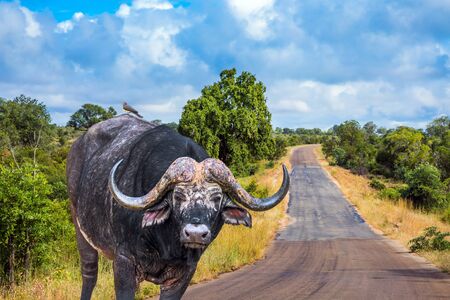 Powerful African buffalo - the largest modern bull crosses the road in savanna. Cloudy day. Travel to South Africa. Famous Kruger Park. The concept of exotic, ecological and photo tourismの写真素材