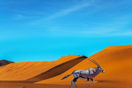 Grand trip to Namibia, Namib Naukluft desert. Long-horned Oryx Antelope. Majestic orange dunes, dry lake Sussussflay. The concept of exotic, extreme and photo tourismの写真素材