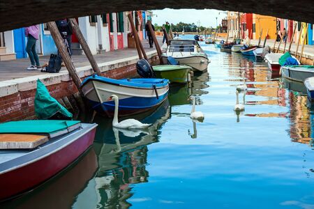 Bright colored houses are reflected in the water of the canals. Island of Burano near Venice. Swans swam in the canal. The concept of cultural, historical and photo tourismの写真素材