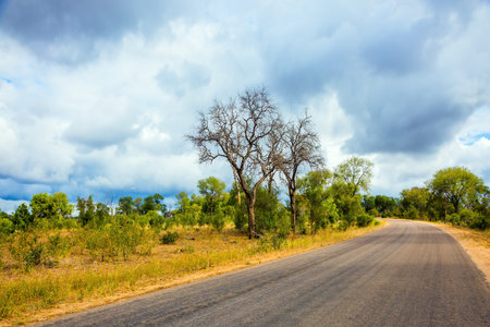 South Africa. The famous Kruger Park. Asphalt narrow road for tourists. Animals live and move freely in the African savannah. The concept of active, exotic, ecological and photo tourismの写真素材