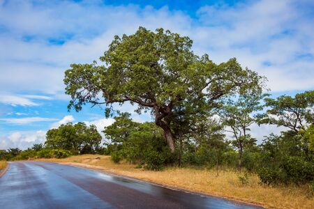 Asphalt road for travelers. Exotic journey to the African south. The famous Kruger Park. The concept of active, exotic, extreme, ecological and photo tourismの写真素材