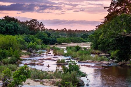 Picturesque steppe rocky stream. African savannah overgrown with grass and desert acacia. South Africa. Kruger Park. Animals live and move freely in the bushes. The concept of photo tourismの写真素材