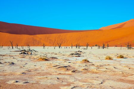 Yellow-red dunes and ringing silence. Sunny morning. The bottom of the dried lake Sussussflay. Grand trip to Namib Naukluft desert. The concept of active, exotic, extreme and photo tourismの写真素材
