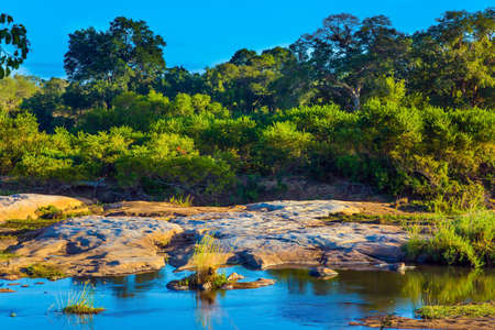 South Africa. Kruger Park. Picturesque steppe stream. African savannah overgrown with grass and desert acacia. Animals live and move freely in the bushes. The concept of photo tourismの写真素材