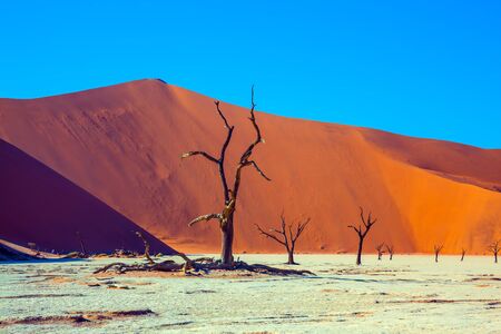 The bottom of the dried lake Sussussflay. Clay plateau in the part of the Namib desert. Grand trip to Africa. Namib Naukluft desert. The concept of active, exotic, extreme and photo tourismの写真素材