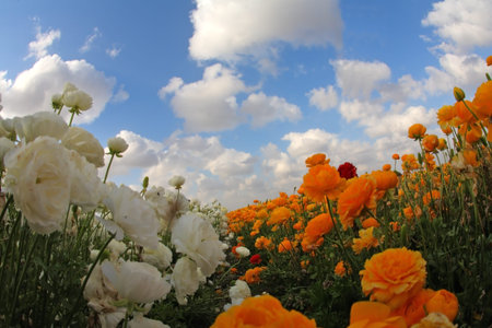 Magnificent spring field of blossoming buttercupsの写真素材