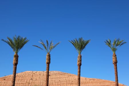 An oasis in the desert. Three tall palm trees in the red desertの写真素材