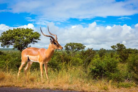 Impala - African antelope graze in the green bushes. The Kruger Park. Animals live and move freely in the African savannah. South Africa. The concept of active; ecological and photo tourismの写真素材