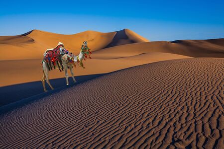 Magnificent one-humped camel - Dromedar. The camel is beautifully decorated for tourists. Magical desert morning. The sand lies in light waves.  The concept of environmental and photo tourism  の写真素材