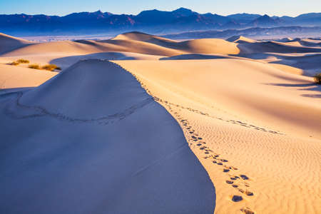 USA. Easily accessible dunes are located along Road 190. Magical desert morning. Various traces are visible along the crest of the dune. Dunes in Death Valley.の写真素材