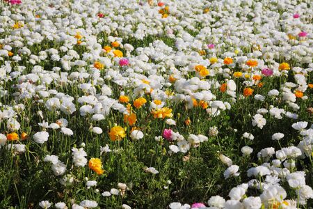 Spring flowers in Israel. A vast field of white and purple flowers on the farm for the breeding of buttercupsの写真素材