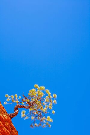 USA, Utah. The magnificent canyon Zion, Scenic Drive. Bright blue sky on a sunny day. The Jumping Tree "Jerky Tree" on a cliff of striped red sandstone. The concept of photo tourismの写真素材