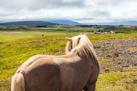 Croup of a thoroughbred horse with a light mane. Green fresh high grass in summer tundra. Iceland. Dream travel. Beautiful and well-groomed Icelandic horses on a free pasture. Iceland. の写真素材