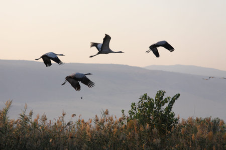 Four cranes in free flight. Misty autumn morning in the reserveの写真素材