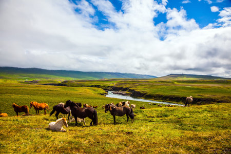 Only one breed of horse lives in Iceland. Beautiful and well-groomed Icelandic horses on a free...