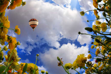 Cloudy spring morning on picturesque flower fieldの写真素材