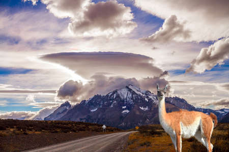 Incredible clouds of the Southern Hemisphere. Patagonia. The concept of extreme tourism and photo tourism. The amazing park of Torres del Paine. Guanaco grazes on the prairieの写真素材