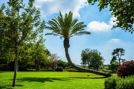 Picturesque curved huge palm tree casts a shadow on the grass. Warm sunny day. Large green grass glade in the center of the park. Great walk in a clean well-maintained parkの写真素材