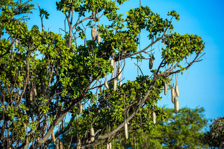 African Kigelia (Kigelia africana), or sausage tree. Unique tree growing in the savannah. The fruits...