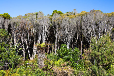 The Pacific coast, Road to Knight's Point Lookout is an unforgettable landscape. Travel to the ends...