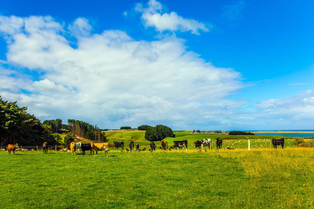 Southern Scenic Route. Large herd of colorful manicured cows grazes on green grassy hills. South...