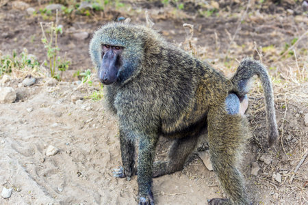Gorgeous african baboon. Kenia. African savannah on the shores of Lake Nakuru