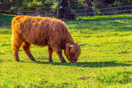 Picturesque thoroughbred horned Scottish calf graze on a grassy pasture. Logarska Valley, Slovenia. Magnificent golden autumn in the mountains. Eastern Europe, Alps. Sunny dayの写真素材