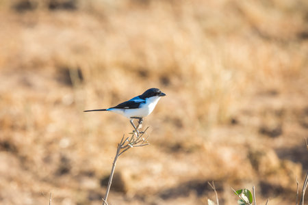 Kingfisher sitting on a bush. Exotic trip to Africa. Southeast Kenya, the unique Amboseli parkの写真素材