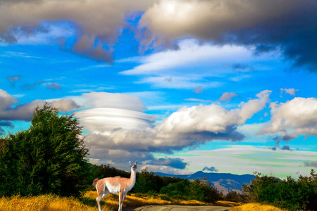 The amazing park of Torres del Paine - Biosphere Reserve. Guanaco is a wild humpbacked camel that lives in South America. Extreme travel to Patagonia. The concept of photo tourismの写真素材