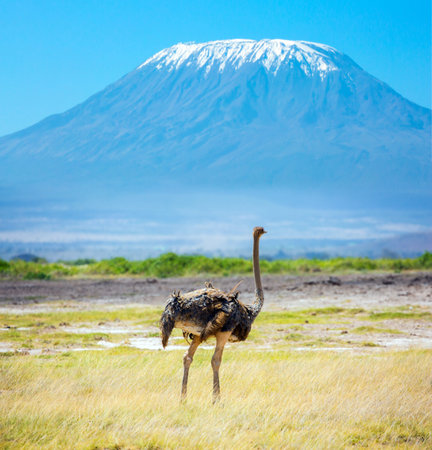 African ostrich grazing in the savannah. Southeast Kenya, the unique Amboseli park. The peak is Mount Kilimanjaro with a snow cap on a flat top. Trip to the Horn of Africa, Kenyaの写真素材