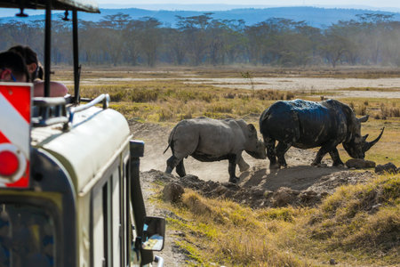 Tourists photographing wild animals in their natural habitat. Gorgeous wild rhinos goes to the lake to drink. The famous African Big Five. African prairies on Great Rift Valleyの写真素材