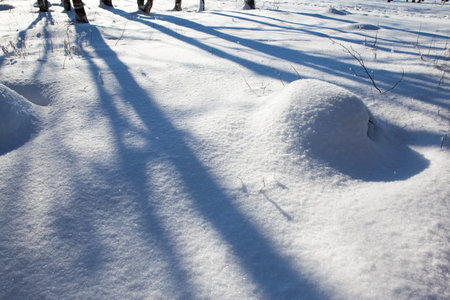 Deep snow drifts. The sun is low on the horizon. Winter forest of aspens and birches. The short...