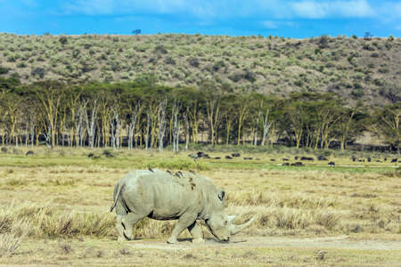 Kenia. Lonely rhino grazing in the grass. Birds live on the skin of a rhino. Symbiosis of animals. African savannah on the shores of Lake Nakuru. The famous African Big Five.の写真素材