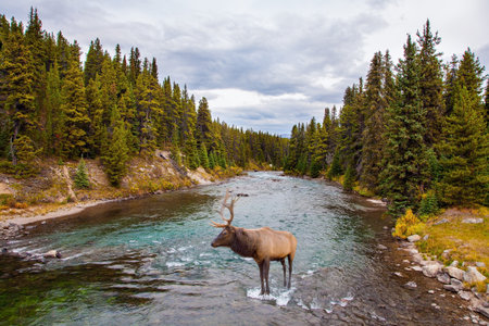 Autumn travel to Canada. Rocky Mountains of Canada. Cloudy day on a mountain lake. Magnificent branched deer came to a watering hole to a mountain streamの写真素材